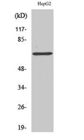 p68 RNA Helicase rabbit pAb – Figure 1 of 2