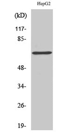 p68 RNA Helicase rabbit pAb – Figure 1 of 2