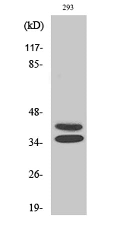 Pax-2 rabbit pAb – Figure 1 of 3