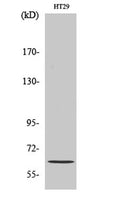 Western Blot analysis of various cells using Pax-8 Polyclonal Antibody cells nucleus extracted by Minute TM Cytoplasmic and Nuclear Fractionation kit (SC-003,Inventbiotech,MN,USA).