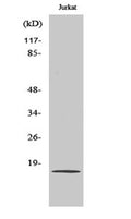 PDGF-A rabbit pAb – Figure 1 of 3