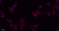 PDGFR-β rabbit pAb – Figure 1 of 1