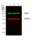 Western blot analysis of lysates from 1) Hela, 2) COLO,3) 293T cells, （Green） primary antibody was diluted at 1:1000, 4°over night, secondary antibody(cat:RS23920)was diluted at 1:10000, 37° 1hour. （Red） GAPDH Monoclonal Antibody(2B8) (cat:YM3029) antibody was diluted at 1:5000 as loading control, 4° over night,secondary antibody(cat:RS23710)was diluted at 1:10000, 37° 1hour.