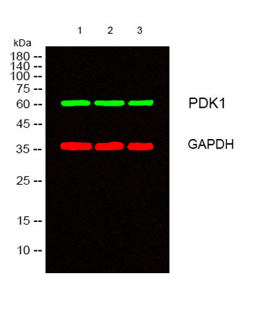 Western blot analysis of lysates from 1) Hela, 2) COLO,3) 293T cells, （Green） primary antibody was diluted at 1:1000, 4°over night, secondary antibody(cat:RS23920)was diluted at 1:10000, 37° 1hour. （Red） GAPDH Monoclonal Antibody(2B8) (cat:YM3029) antibody was diluted at 1:5000 as loading control, 4° over night,secondary antibody(cat:RS23710)was diluted at 1:10000, 37° 1hour.
