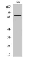 PGBD1 rabbit pAb – Figure 1 of 3