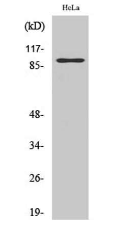 PGBD1 rabbit pAb – Figure 1 of 3