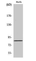 Western Blot analysis of various cells using Photomedin-2 Polyclonal Antibody