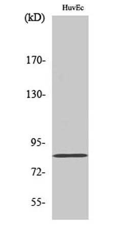 Western Blot analysis of various cells using Photomedin-2 Polyclonal Antibody