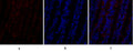 Immunofluorescence analysis of rat-lung tissue. 1,PI 3-kinase p110α Polyclonal Antibody(red) was diluted at 1:200(4°C,overnight). 2, Cy3 labled Secondary antibody was diluted at 1:300(room temperature, 50min).3, Picture B: DAPI(blue) 10min. Picture A:Target. Picture B: DAPI. Picture C: merge of A+B