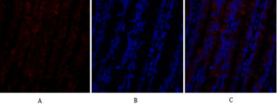 Immunofluorescence analysis of rat-lung tissue. 1,PI 3-kinase p110α Polyclonal Antibody(red) was diluted at 1:200(4°C,overnight). 2, Cy3 labled Secondary antibody was diluted at 1:300(room temperature, 50min).3, Picture B: DAPI(blue) 10min. Picture A:Target. Picture B: DAPI. Picture C: merge of A+B