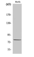 Western Blot analysis of various cells using PIAS 1 Polyclonal Antibody cells nucleus extracted by Minute TM Cytoplasmic and Nuclear Fractionation kit (SC-003,Inventbiotech,MN,USA).