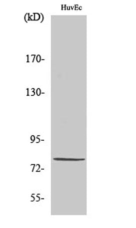 Western Blot analysis of various cells using PIAS 1 Polyclonal Antibody cells nucleus extracted by Minute TM Cytoplasmic and Nuclear Fractionation kit (SC-003,Inventbiotech,MN,USA).