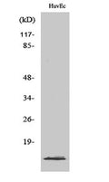 PIG11 rabbit pAb – Figure 1 of 3