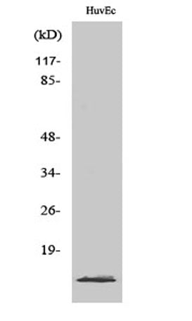 PIG11 rabbit pAb – Figure 1 of 3