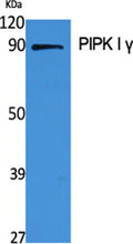 Western Blot analysis of various cells using PIPK I γ Polyclonal Antibody
