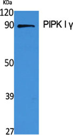 Western Blot analysis of various cells using PIPK I γ Polyclonal Antibody