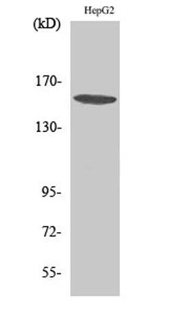 PLC γ1 rabbit pAb – Figure 1 of 3