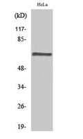 Western Blot analysis of various cells using PP2A-Aβ Polyclonal Antibody