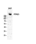 PTPζ rabbit pAb – Figure 1 of 4