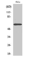 Western Blot analysis of various cells using Rabaptin-5β Polyclonal Antibody
