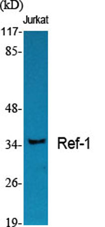 Ref-1 rabbit pAb – Figure 1 of 4