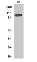 Repo-Man rabbit pAb – Figure 1 of 3