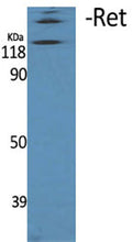 Western Blot analysis of various cells using Ret Polyclonal Antibody