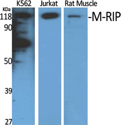 M-RIP rabbit pAb – Figure 1 of 3