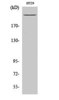 Western Blot analysis of various cells using Rpb1 Polyclonal Antibody diluted at 1:1000 cells nucleus extracted by Minute TM Cytoplasmic and Nuclear Fractionation kit (SC-003,Inventbiotech,MN,USA).