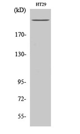 Western Blot analysis of various cells using Rpb1 Polyclonal Antibody diluted at 1:1000 cells nucleus extracted by Minute TM Cytoplasmic and Nuclear Fractionation kit (SC-003,Inventbiotech,MN,USA).