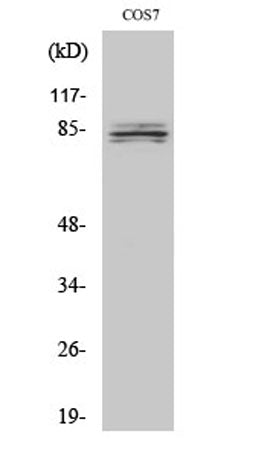 SEMA4A rabbit pAb – Figure 1 of 3