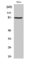 Western Blot analysis of various cells using SgK288 Polyclonal Antibody