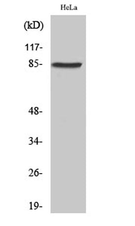 Western Blot analysis of various cells using SgK288 Polyclonal Antibody