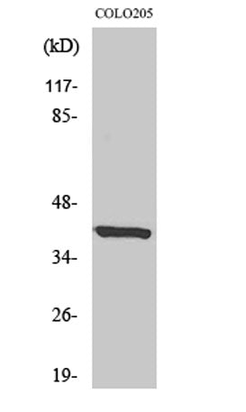 TAAR3 rabbit pAb – Figure 1 of 3