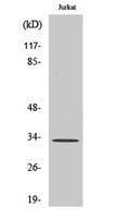 TEF rabbit pAb – Figure 1 of 3