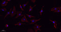 TNF-α rabbit pAb – Figure 1 of 1