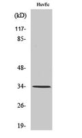 TRAIL rabbit pAb – Figure 1 of 3