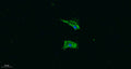 Immunofluorescence analysis of A549. 1,primary Antibody was diluted at 1:200(4°C overnight). 2, Goat Anti Rabbit IgG (H&L) - Alexa Fluor 488 Secondary antibody was diluted at 1:1000(room temperature, 50min).3, Picture B: DAPI(blue) 10min.