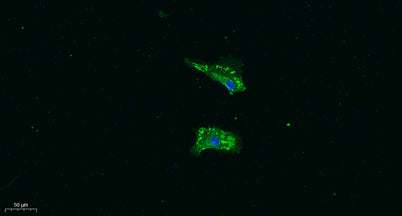 Immunofluorescence analysis of A549. 1,primary Antibody was diluted at 1:200(4°C overnight). 2, Goat Anti Rabbit IgG (H&L) - Alexa Fluor 488 Secondary antibody was diluted at 1:1000(room temperature, 50min).3, Picture B: DAPI(blue) 10min.