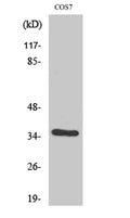 Western Blot analysis of various cells using VEGF-D Polyclonal Antibody. Secondary antibody(catalog#:RS0002) was diluted at 1:20000