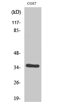 Western Blot analysis of various cells using VEGF-D Polyclonal Antibody. Secondary antibody(catalog#:RS0002) was diluted at 1:20000