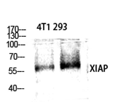 XIAP rabbit pAb – Figure 1 of 4