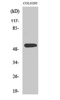 XPLN rabbit pAb – Figure 1 of 4