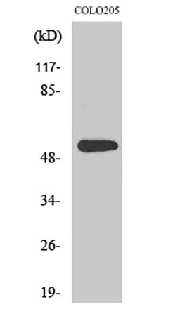 XPLN rabbit pAb – Figure 1 of 4