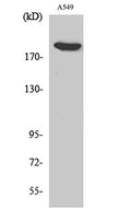 ZC3H13 rabbit pAb – Figure 1 of 3