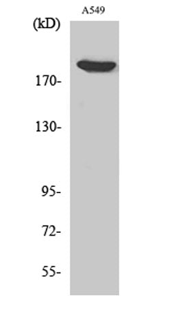 ZC3H13 rabbit pAb – Figure 1 of 3