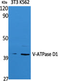 Western Blot analysis of extracts from NIH-3T3, K562 cells, using V-ATPase D1 Polyclonal Antibody. Secondary antibody(catalog#:RS0002) was diluted at 1:20000