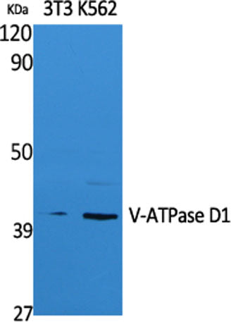 Western Blot analysis of extracts from NIH-3T3, K562 cells, using V-ATPase D1 Polyclonal Antibody. Secondary antibody(catalog#:RS0002) was diluted at 1:20000