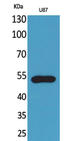 Western Blot analysis of U87 cells using Fractalkine Receptor Polyclonal Antibody. Secondary antibody(catalog#:RS0002) was diluted at 1:20000