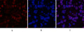 MDM2 rabbit pAb – Figure 1 of 4